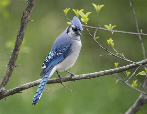 blue jay male and female images|male blue jay picture.